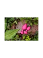 Gplug Plug Anal Neon Rose Talla S